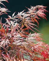 Acer palmatum Garnet mehrjährig Stammhöhe 60 cm + Krone