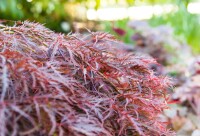 Acer palmatum Garnet mehrjährig Stammhöhe 60 cm + Krone