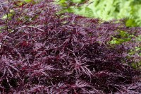 Acer palmatum Garnet mehrjährig Stammhöhe 60 cm + Krone