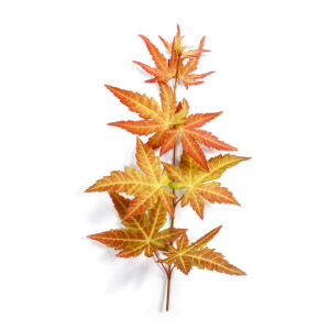 Acer palmatum Orange Dream 60-  80 cm
