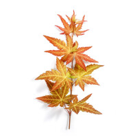 Acer palmatum Orange Dream 60-  80 cm