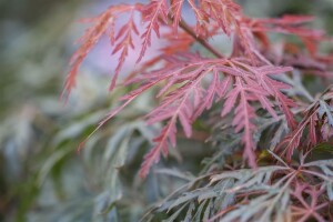 Acer palmatum Orangeola 40- 60 cm