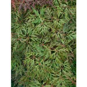 Acer palmatum Orangeola C 40-60