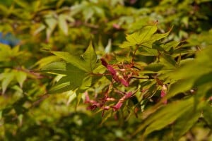 Acer palmatum Osakazuki 40- 60 cm