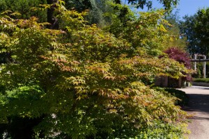 Acer palmatum Osakazuki 40- 60 cm