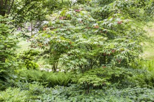 Acer palmatum Osakazuki 40- 60 cm