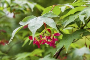 Acer palmatum Osakazuki 40- 60 cm