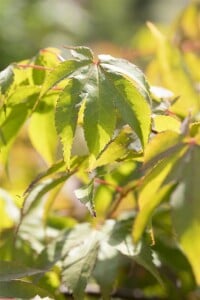 Acer palmatum Osakazuki 40- 60 cm