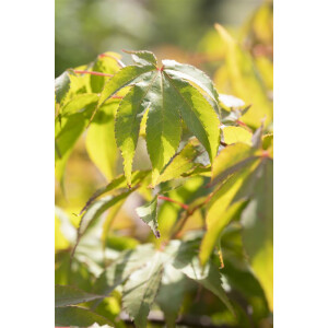 Acer palmatum Osakazuki C 40-  60