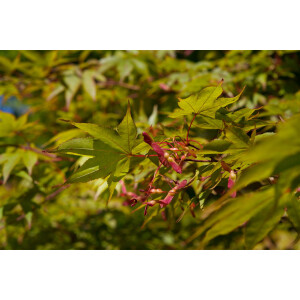 Acer palmatum Osakazuki C 80- 100