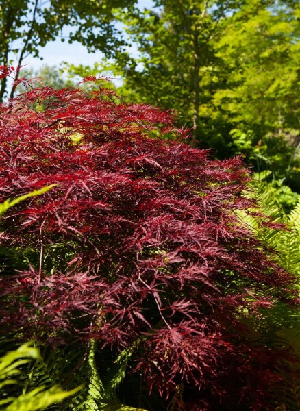 Acer palmatum Red Pygmy 60- 80 cm