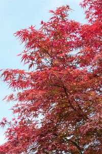 Acer palmatum Red Pygmy 60- 80 cm