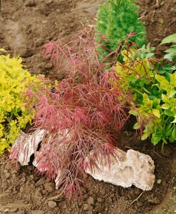 Acer palmatum Red Pygmy 60- 80 cm