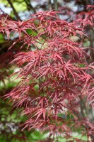 Acer palmatum Red Pygmy 60- 80 cm