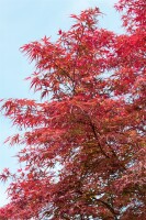 Acer palmatum Red Pygmy 60- 80 cm