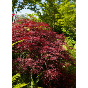 Acer palmatum Red Pygmy Stamm C Krone Sth. 60-