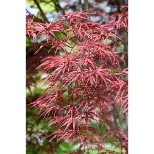Acer palmatum Red Pygmy Stamm C Krone Sth. 60-
