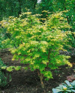 Acer palmatum Sangokaku 60- 80 cm