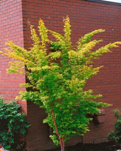 Acer palmatum Sangokaku 60- 80 cm