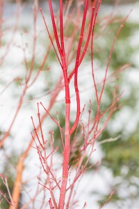 Acer palmatum Sangokaku 60- 80 cm