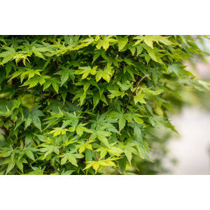 Acer palmatum Sangokaku C 60-80