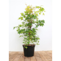 Acer palmatum Sangokaku 60- 80 cm
