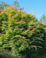 Acer palmatum Sangokaku 60- 80 cm