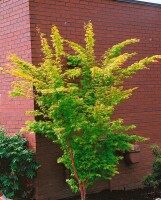 Acer palmatum Sangokaku 60- 80 cm