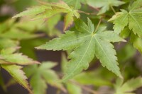 Acer palmatum Sangokaku 60- 80 cm