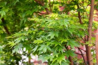 Acer palmatum Sangokaku 60- 80 cm