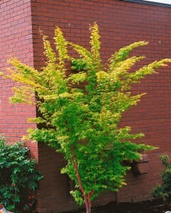 Acer palmatum Sangokaku 80- 100 cm