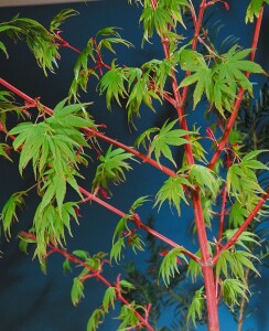 Acer palmatum Sangokaku 80- 100 cm