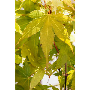 Acer palmatum Sangokaku 80- 100 cm