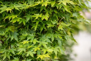 Acer palmatum Sangokaku 80- 100 cm