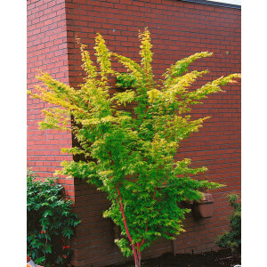 Acer palmatum Sangokaku C 80- 100