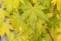 Acer palmatum Sangokaku 80- 100 cm