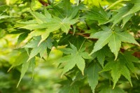 Acer palmatum Sangokaku 80- 100 cm