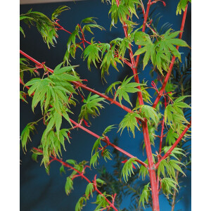 Acer palmatum Sangokaku 125- 150 cm