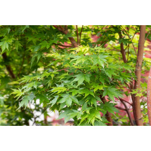 Acer palmatum Sangokaku 15 L 125- 150