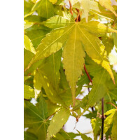 Acer palmatum Sangokaku 15 L 125- 150