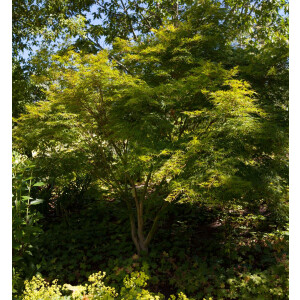 Acer palmatum Seiryu 80- 100 cm