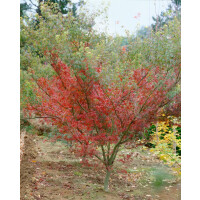 Acer palmatum Seiryu 80- 100 cm