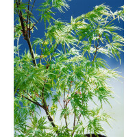 Acer palmatum Seiryu C 80- 100