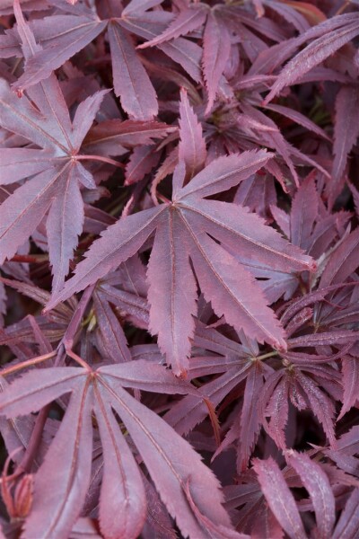 Acer palmatum Shaina 60- 80 cm