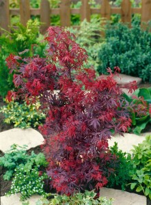 Acer palmatum Shaina 60- 80 cm