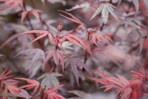 Acer palmatum Shaina 60- 80 cm