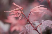 Acer palmatum Shaina 60- 80 cm