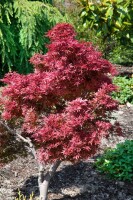 Acer palmatum Shaina 60- 80 cm