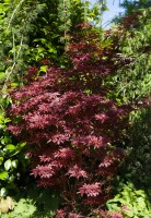 Acer palmatum Shaina 60- 80 cm