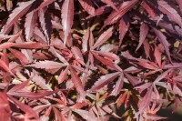 Acer palmatum Shaina 60- 80 cm